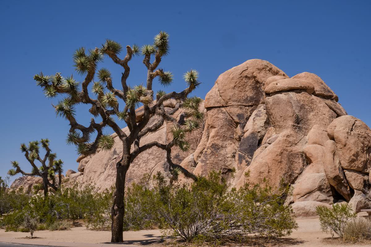 Joshua Tree National Park