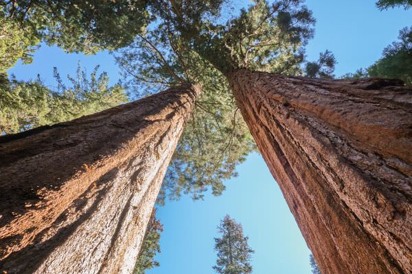 Sequoia National Park